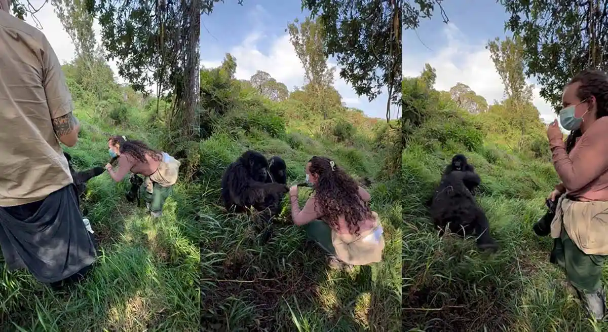 Viral Video: गोरिल्ला ने की फ्लर्ट की कोशिश, पार्टनर ने बीच जंगल में कर दी कुटाई 1 gorilla video