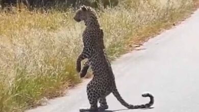 viral video in tedua