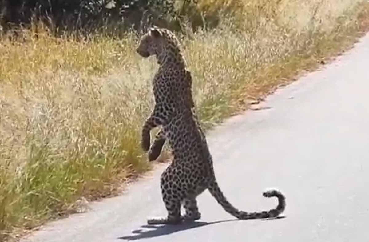 तेंदुआ बना जंगल का जासूस! दो पैरों पर खड़ा होकर रखी शिकार पर नजर, VIRAL VIDEO 1 viral video in tedua